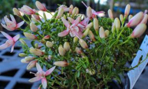 A close-up of a Fuchsia Fuchsita® 'Deep Pink White' in a 6" pot, featuring clusters of fuchsia and white star-shaped flowers with green leaves, displayed on a patterned surface.