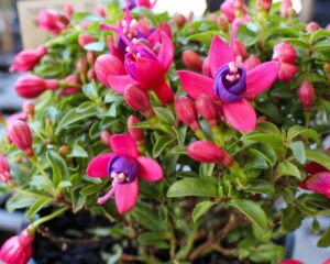 A close-up of Fuchsia Fuchsita® 'Rose Blue' in a 6" pot, showing vibrant pink and purple flowers with lush green foliage.