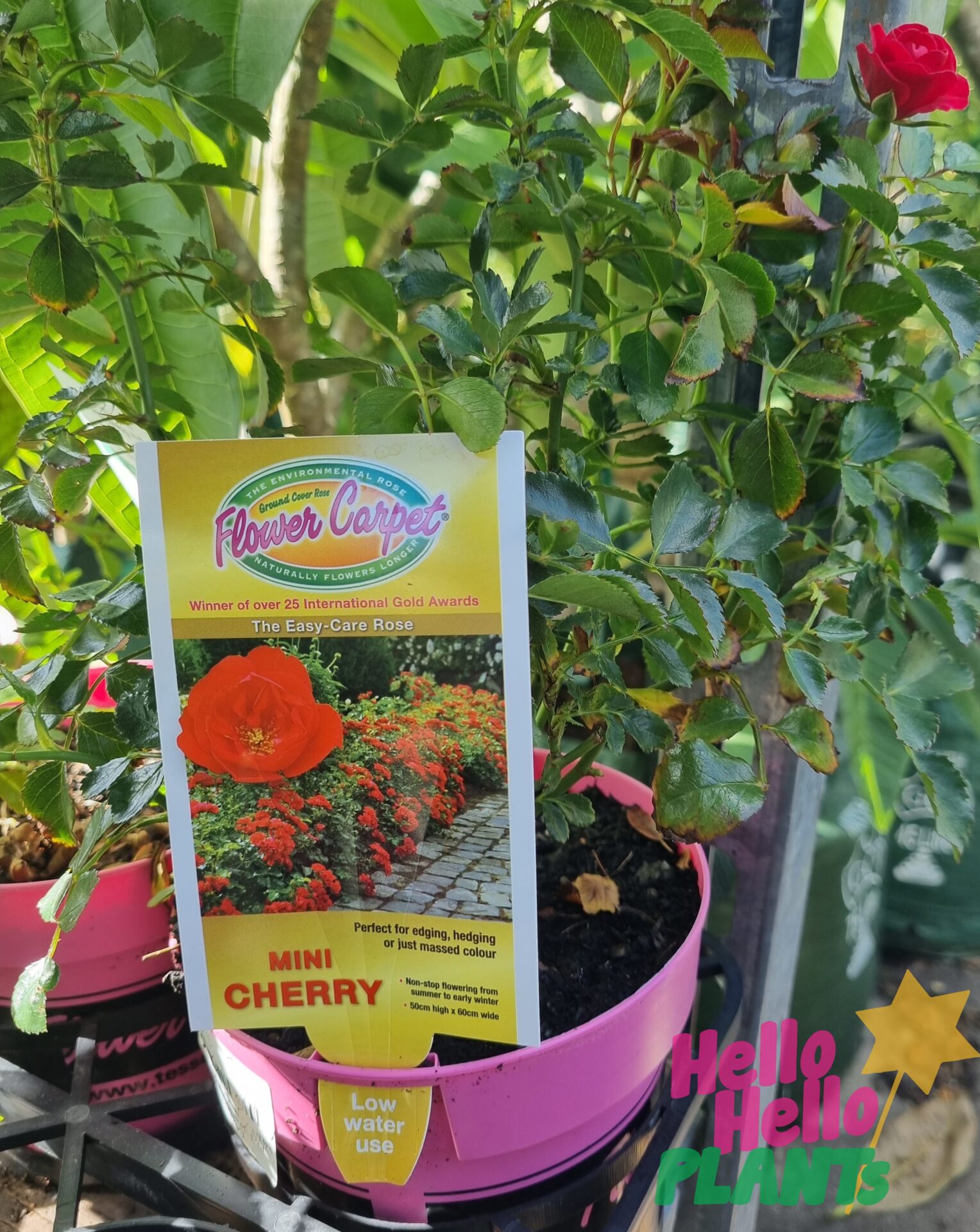 Rose 'Mini Cherry' PBR Carpet Rose 6" Pot