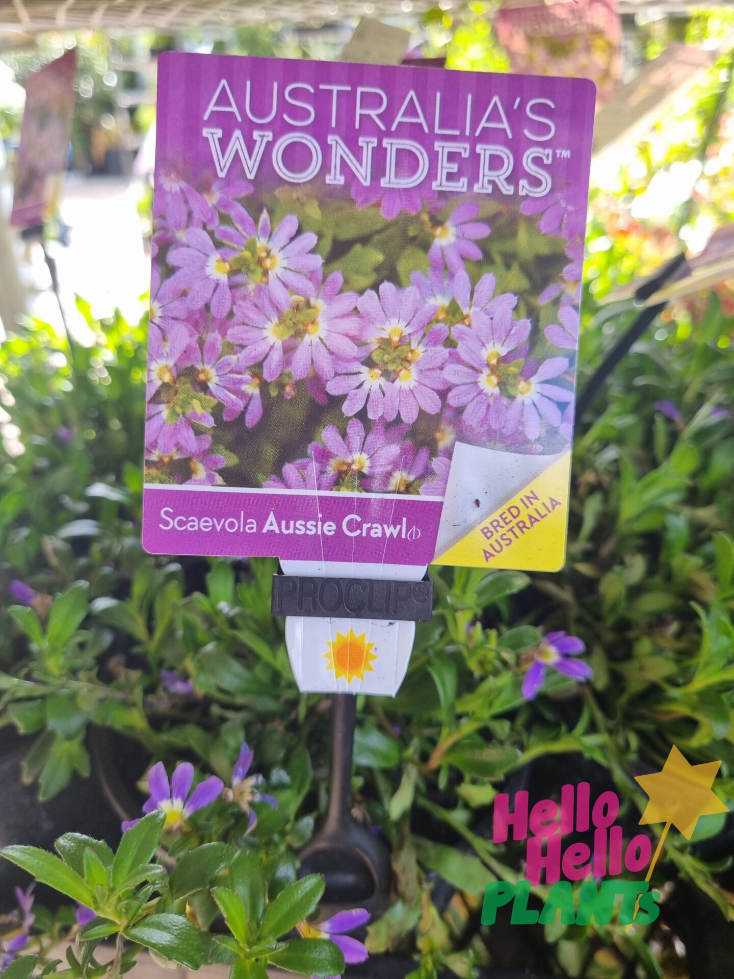 Scaevola 'Aussie Crawl' PBR 6" Pot