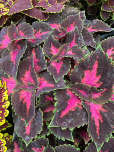 Coleus 'Main Street Fifth Avenue™' 8" Pot features closely packed leaves with vibrant pink, purple, and green patterns and serrated edges.