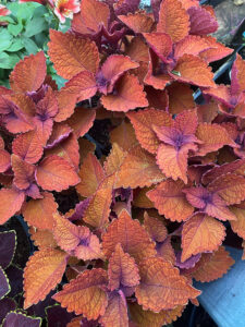Coleus 'Main Street Wall Street™' features serrated orange and purple leaves, densely clustered in an 8" pot.