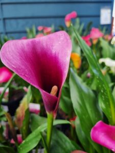 Close-up of Zantedeschia 'Dark Purple' Calla Lily in a 5" pot, featuring deep purple blooms with green leaves and additional calla lilies in the background.