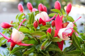 Close-up of a Fuchsia Fuchsita® 'Scarlet White' in a 6" pot, featuring tubular scarlet and white flowers and lush green leaves.
