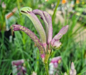Close-up of the Anigozanthos 'Carnivale' PBR Kangaroo Paw flower bud, showing its fuzzy green and purple elongated petals against a blurred green background. Ideal for display in a 6" pot.