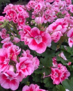 Geranium 'Pink Mega Splash' in an 8" pot features clusters of vibrant pink flowers and lush green leaves growing densely together.