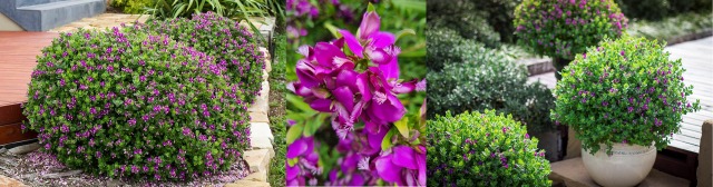 Hello Hello Plants Nursery Campbellfield Melbourne Victoria Australia Polygala banner