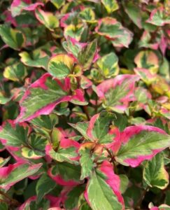 Houttuynis variegata 'Chameleon Plant' in a 6" pot features dense variegated foliage with green centers, yellow edges, and bright pink margins.