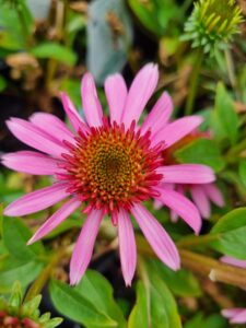 A close-up of the Echinacea 'Double Scoop™ 'Bubblegum' Coneflower in a 6" pot showcases its spiky orange and green center, framed by lush green leaves.