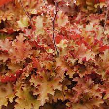 Heuchera 'Orangeberry' Coral Bells in a 6" pot features ruffled, multicolored leaves with vibrant red, orange, and yellow tones.