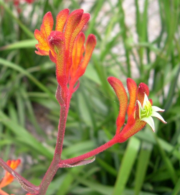Close-up of Anigozanthos 'Landscape Orange' Kangaroo Paw in a 6" pot, featuring bright orange fuzzy petals and a white-green bloom amid lush green foliage.