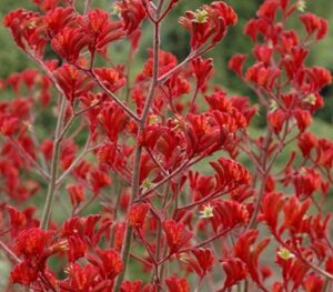 Bright red Anigozanthos 'Landscape Scarlet' Kangaroo Paw 6" Pot flowers stand out against green foliage in the background.