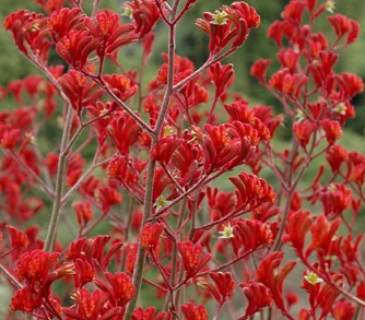 Bright red Anigozanthos 'Landscape Scarlet' Kangaroo Paw 6" Pot flowers stand out against green foliage in the background.