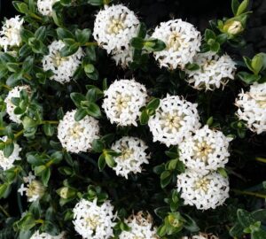 Close-up of Pimelea 'Snowball' Rice Flower in a 6" pot, featuring clusters of small, white, star-shaped blooms set against dark green foliage.
