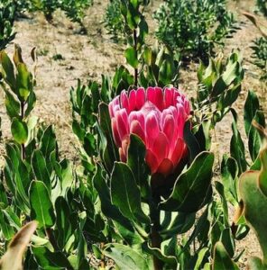 The Protea 'Statley' in a 6" pot features a single pink bloom surrounded by green leaves, thriving in sunlit, dry fields with similar flowers nearby—ideal for starting your own striking protea plant at home.