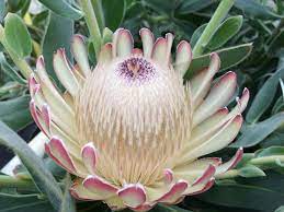 A close-up of Protea 'Susara' in a 6" pot, featuring pale petals with pink tips, a textured center, and green leaves.