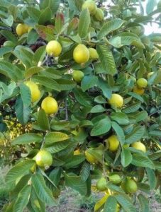 The Psidium 'Indian Guava' 6" Pot features healthy green leaves and produces ripe yellow Indian guavas, perfect for indoor or outdoor growing.