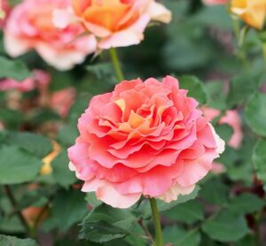 Close-up of the Rose 'Brass Band' 3ft Standard, showcasing its blooming pink and orange layered petals amid green leaves and other standard roses in the background.