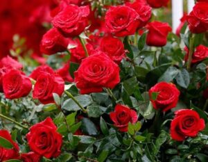A cluster of vibrant red Rose 'Kentucky Derby' 3ft Standard blooms with green leaves, some petals adorned with water droplets.