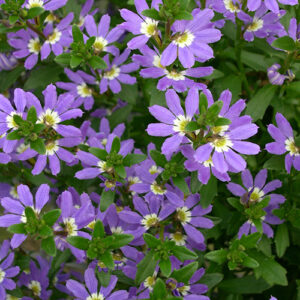 Scaevola 'Aussie Crawl' PBR 6" Pot: Features a cluster of purple flowers with yellow and white centers, surrounded by green leaves.