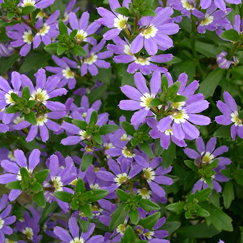 Scaevola 'Aussie Crawl' PBR 6" Pot: Features a cluster of purple flowers with yellow and white centers, surrounded by green leaves.