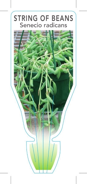 Senecio 'String of Beans/Bananas'