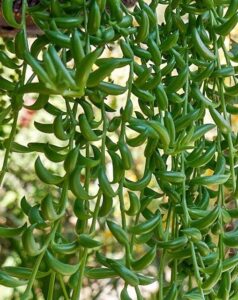 Close-up of Senecio 'String of Beans/Bananas' in a 6" pot, showcasing trailing stems with thick, banana-shaped leaves cascading down against a blurred background.