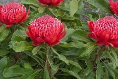 Close-up of vibrant Telopea 'Enchanted® Red' Waratah blooms with lush green foliage, perfect for adding striking color to your garden. Available in a 6" pot.