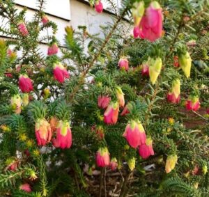 Boronia 'Jack Maguire's Red' 6" Pot has dense, spiky green foliage and many small pink and yellow bell-shaped flowers. It thrives in a 6" pot, perfect as an accent plant or for placement near a wall.