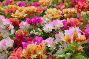 Bougainvillea 'Assorted' 6" Pot features vibrant pink, orange, yellow, and white blooms with lush green leaves.