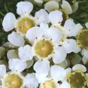 Close-up of Chamelaucium 'Ice Girl PBR' Geraldton Wax in a 6" pot, featuring small white five-petaled flowers with greenish-yellow centers and fine brown-tipped stamens. Ideal for brightening any space.
