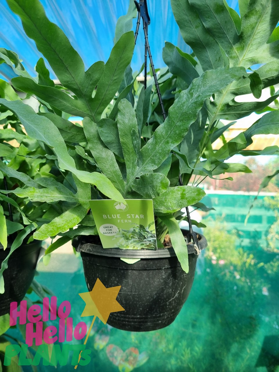 Phlebodium 'Blue Star Fern' 8" (Hanging Basket)