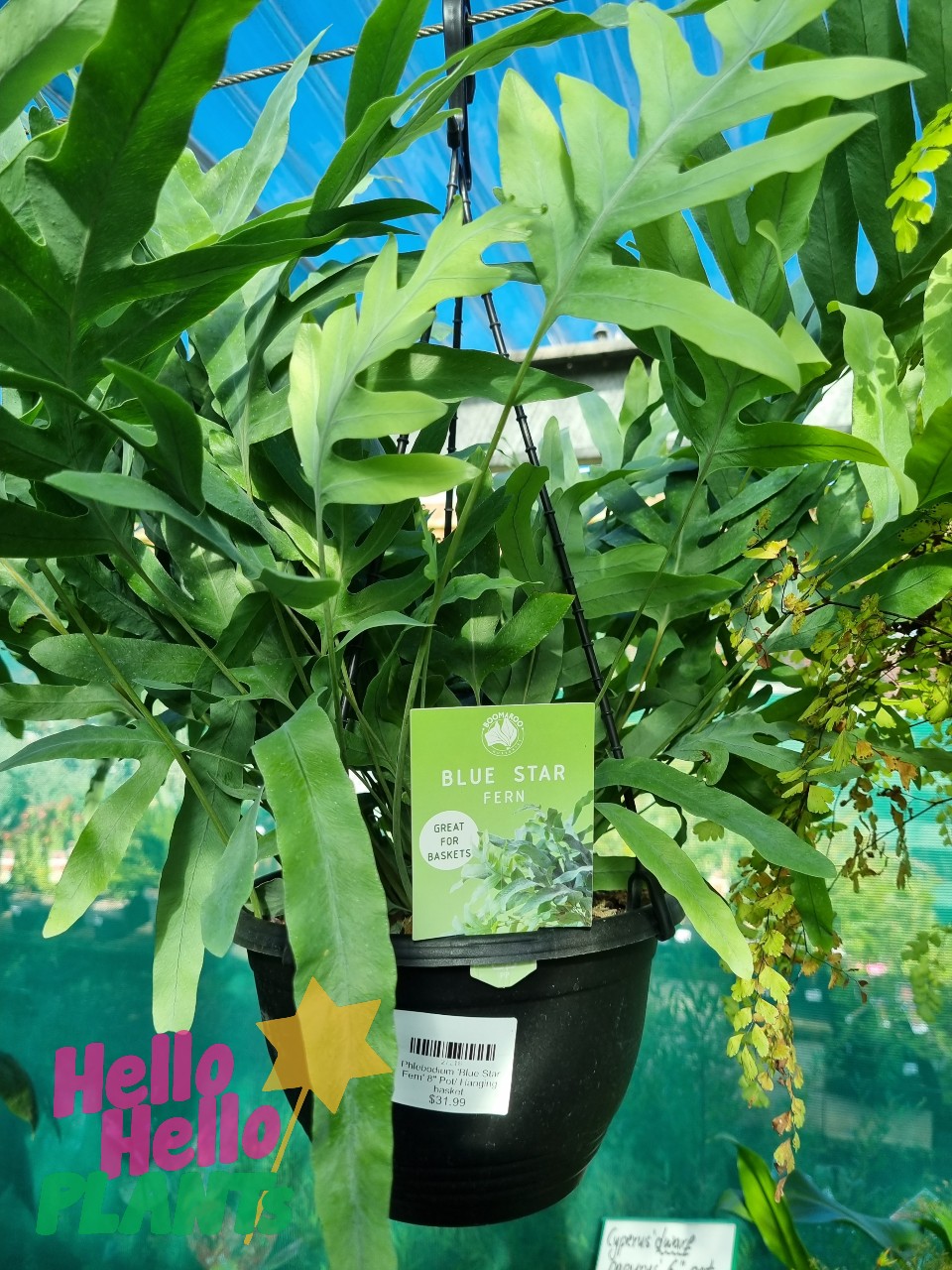 Phlebodium 'Blue Star Fern' 8" (Hanging Basket)