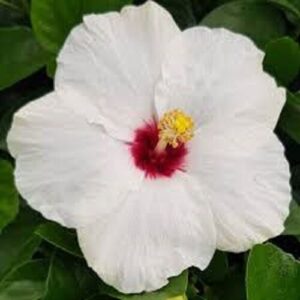 A Hibiscus Rio Clara 'Jam Drop' in a 6" pot features white blooms with a red center and yellow stamen, set against lush green foliage.