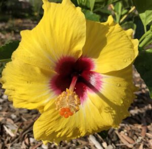 Close-up of Hibiscus Rio Clara 'Lemon Delight' in a 6" pot, featuring a vibrant yellow flower with a red center and prominent stamen, surrounded by lush green leaves and mulch.