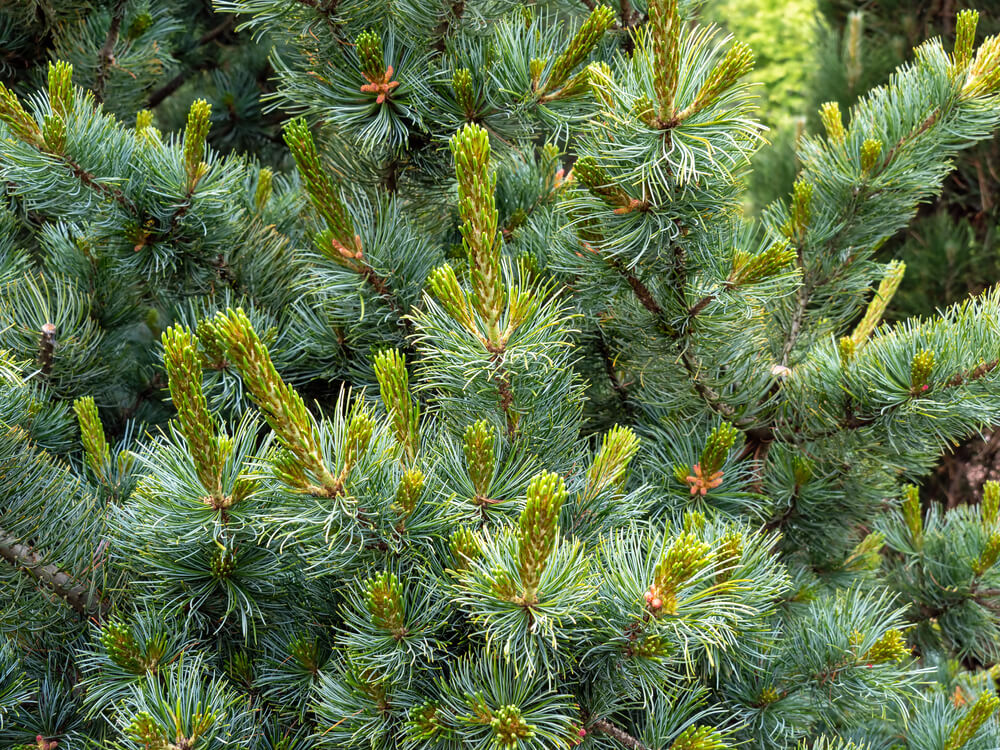 Close-up of dense green Pinus 'Japanese White Pine' branches with needle-like leaves and young shoots.