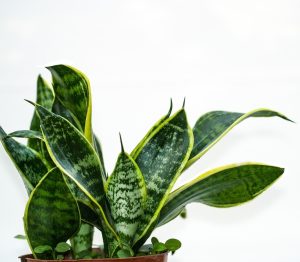 A close-up of the Sansevieria suberba Variegated in an 8″ pot, showcasing its long green leaves with yellow edges against a plain white background.