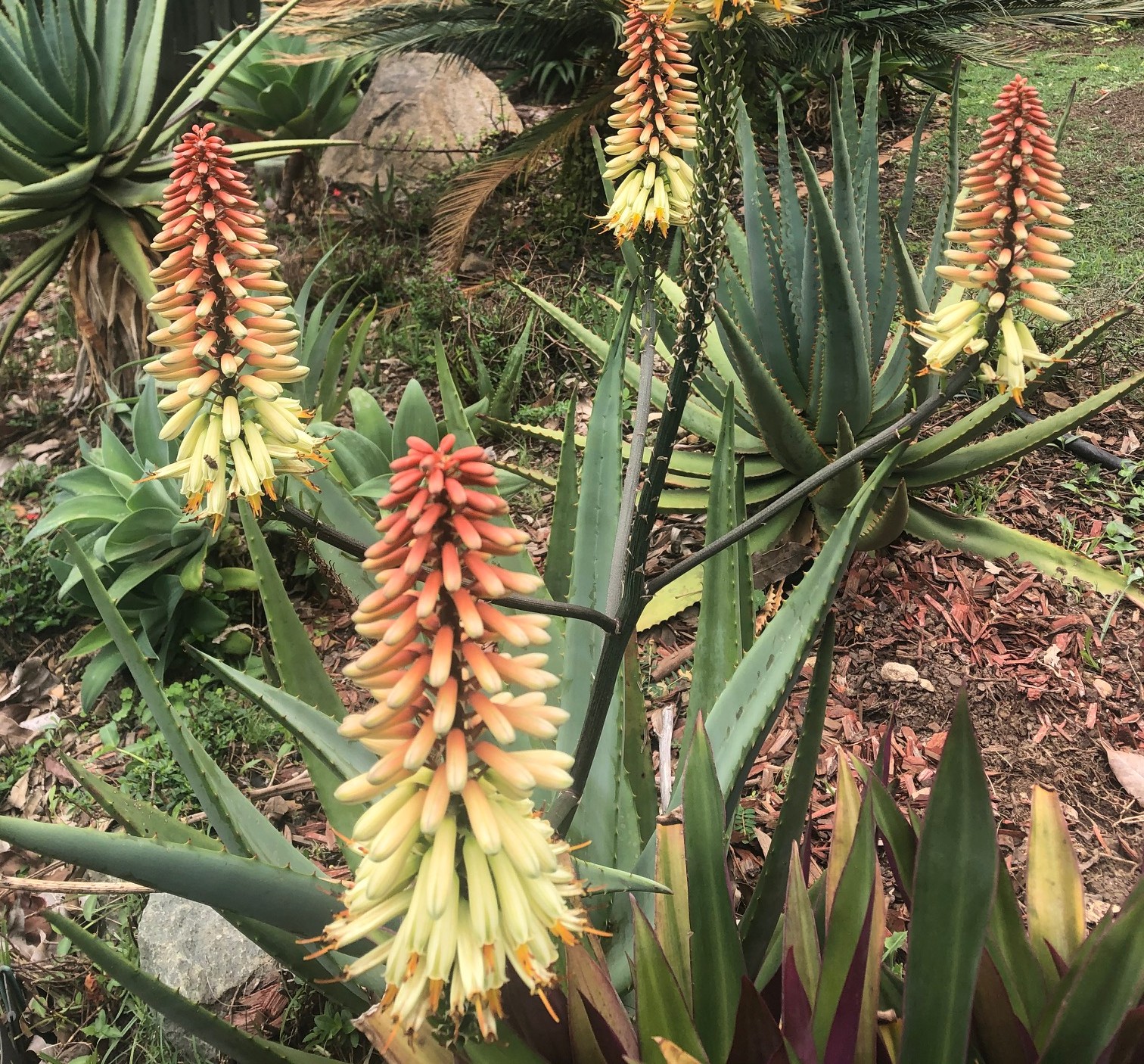 Aloe 'Ivory Dawn' PBR, with tall spiky leaves and clusters of orange and yellow tubular flowers, grows in a garden beside a house and fence.