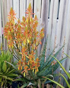 A cluster of Aloe 'Ivory Dawn' PBR, with spiky green leaves and tall orange-yellow flower spikes, grows in front of a wooden fence.