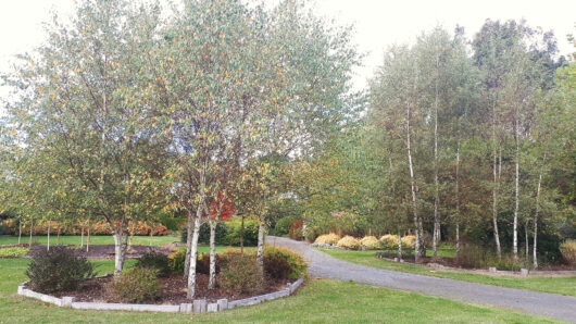 Hello Hello Plants Nursery Campbellfield Melbourne Victoria Australia Betula pendula Silver Birch in groups in garden beds Trentham