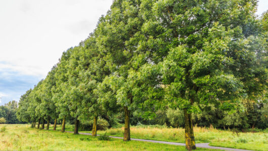 Hello Hello Plants Nursery Campbellfield Melbourne Victoria Australia Fraxinus excelsior trees in a row avenue driveway