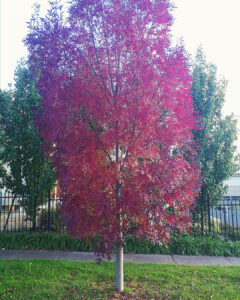Fraxinus 'Claret Ash' Tree 8" Pot