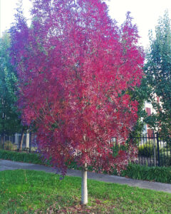Fraxinus 'Claret Ash' Tree