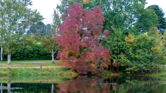 Hello Hello Plants Nursery Campbellfield Melbourne Victoria Australia fraxinus oxycarpa raywoodii claret ash autumnal foliage taken by eliza tyrrell