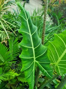 A close-up of a large Alocasia zebrina 'Sarian' Elephant Ears leaf with light green veins, surrounded by lush foliage in an outdoor garden. Ideal for display in a 12" pot.