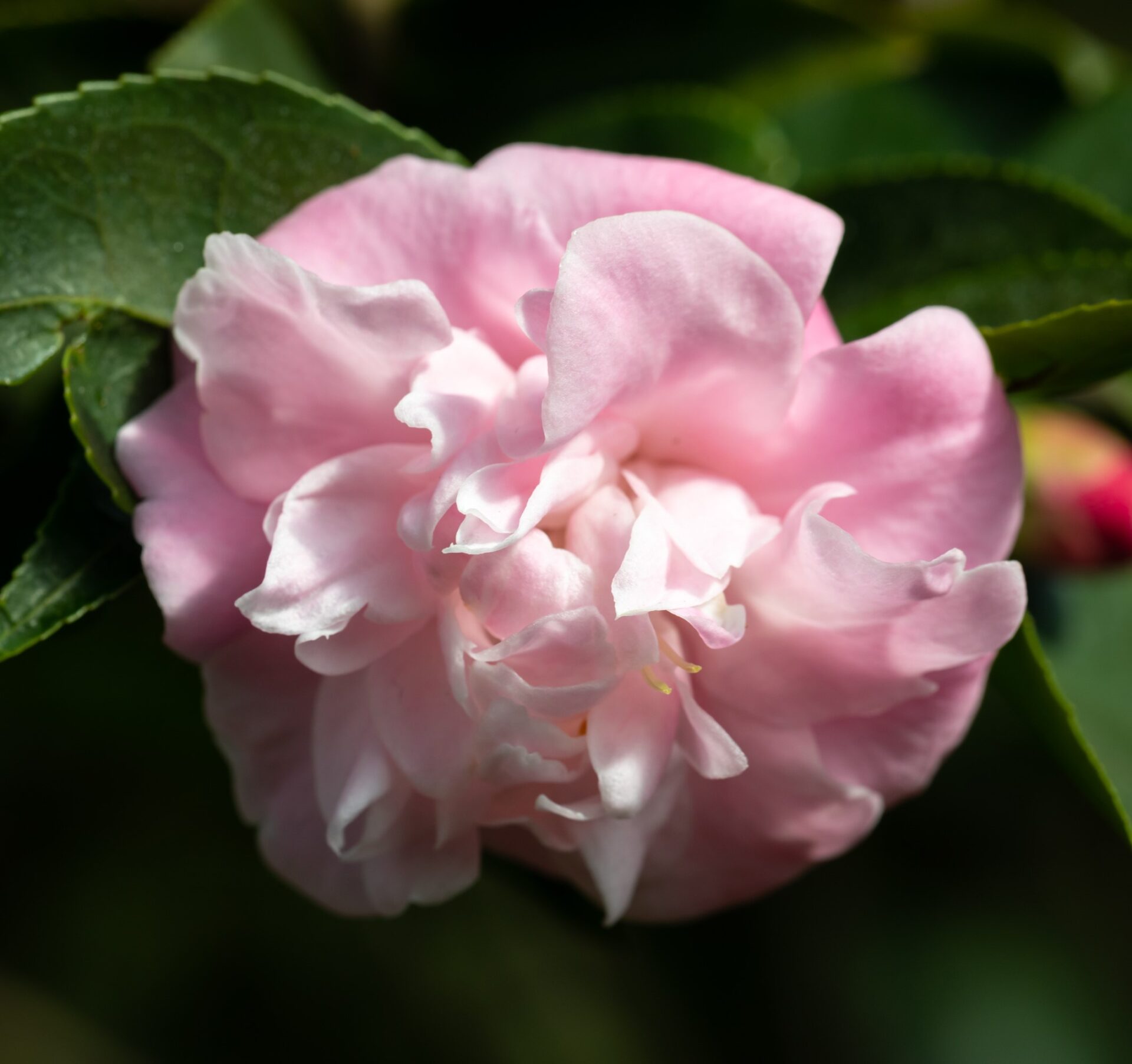 Close-up of a Camellia japonica 'Sweet Jane' flower in bloom in a 10" espaliered pot, with green leaves in the background.