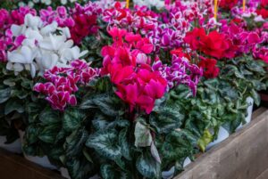 Cyclamen 'Mini Mix' 5" Pot features green leaves and vibrant red, pink, or white blooms, arranged together on a wooden display.