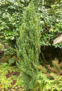 Ilex fastigiata 'Sky Pencil Holly' in a 3" Pot is a tall, narrow evergreen shrub with dense, upright foliage—ideal for compact spaces and beautiful among ferns and leafy garden plants.