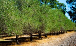 A row of Olea 'Barouni' Olive trees flourishes in a dry, sunlit field with green foliage and yellowish grass under a clear blue sky, each planted in an 8" pot.