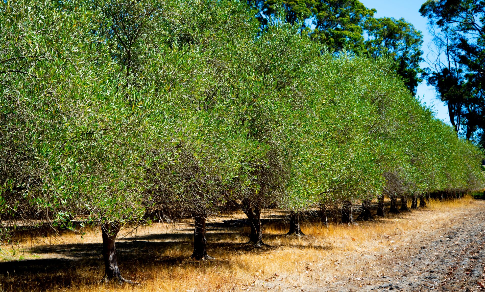 A row of Olea 'Barouni' Olive trees flourishes in a dry, sunlit field with green foliage and yellowish grass under a clear blue sky, each planted in an 8" pot.